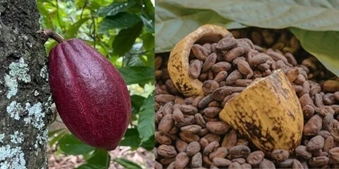 פוד קקאו בשל על עץ לצד פולי קקאו מיובשים - חומר הגלם לשוקולד Bean to Bar